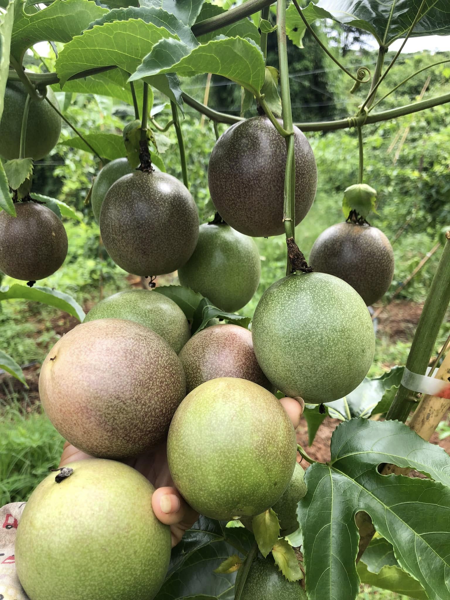 giá chanh dây