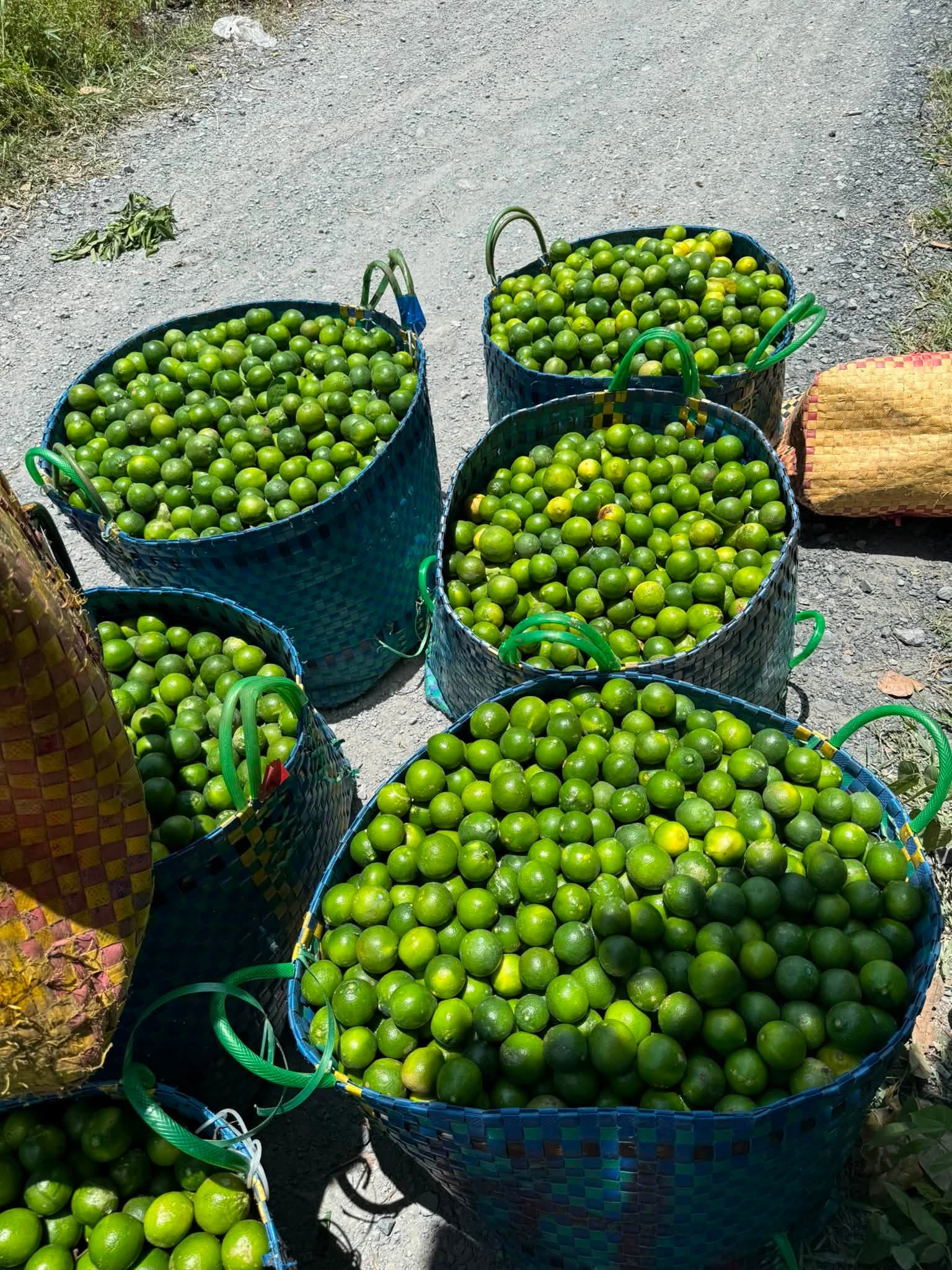 giá chanh không hạt hôm nay
