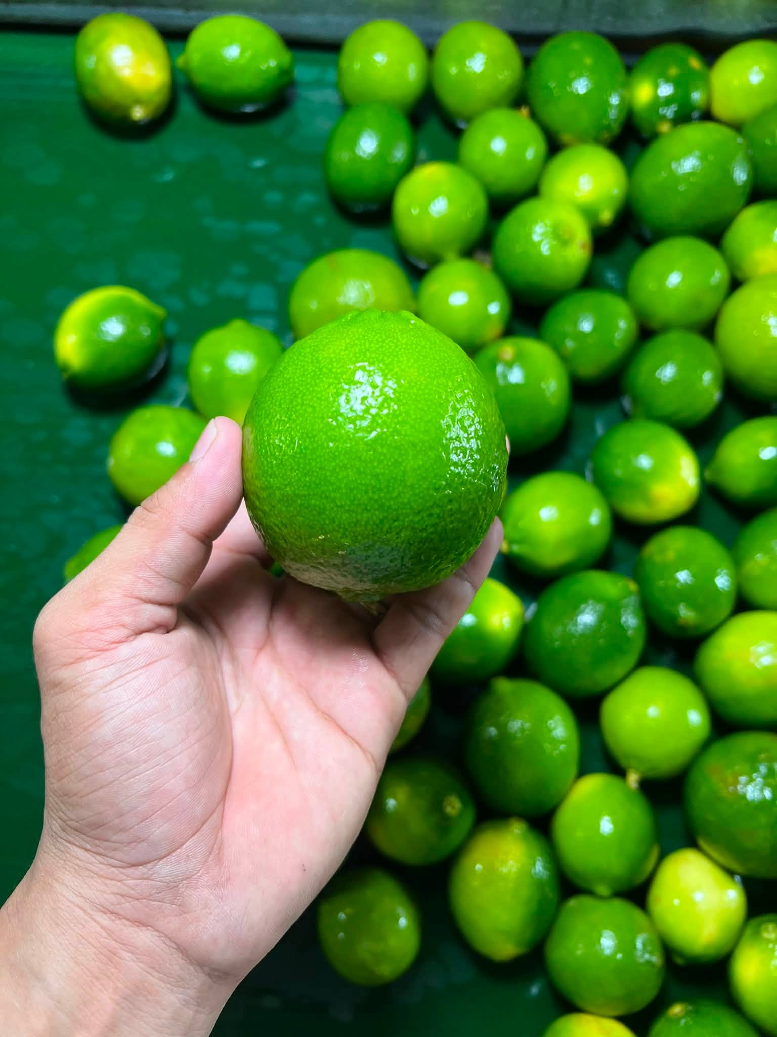giá chanh không hạt hôm nay