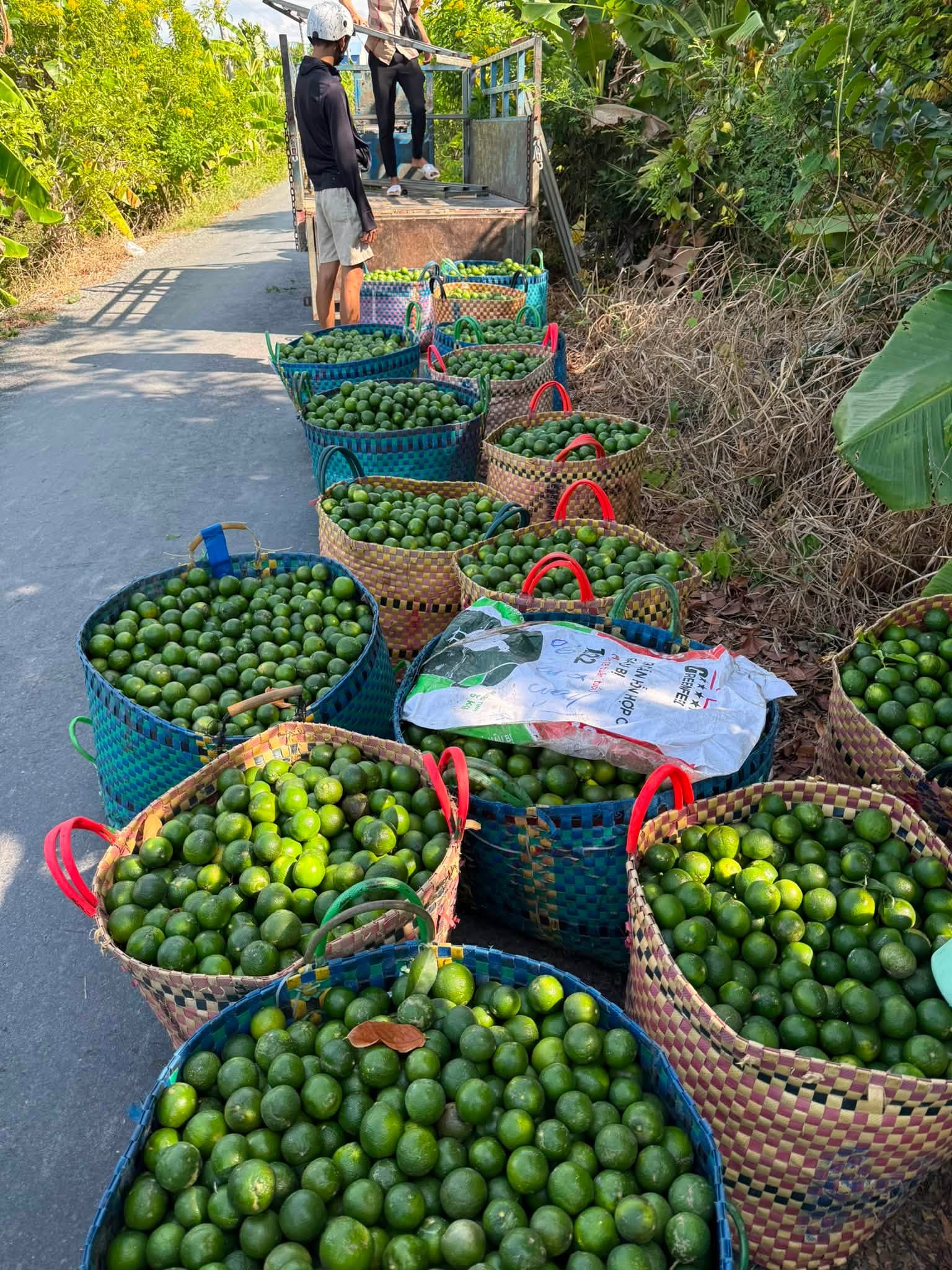 giá chanh không hạt hôm nay
