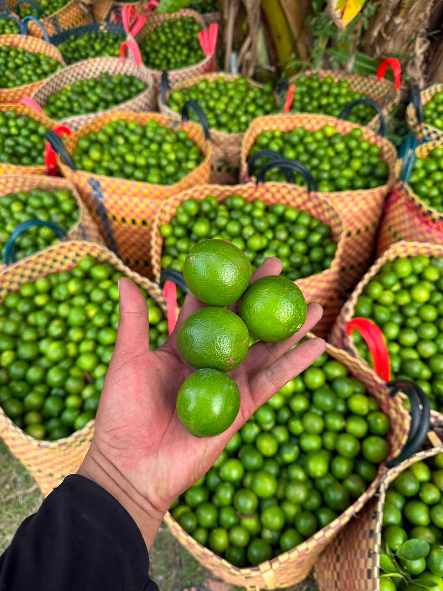 giá chanh không hạt hôm nay