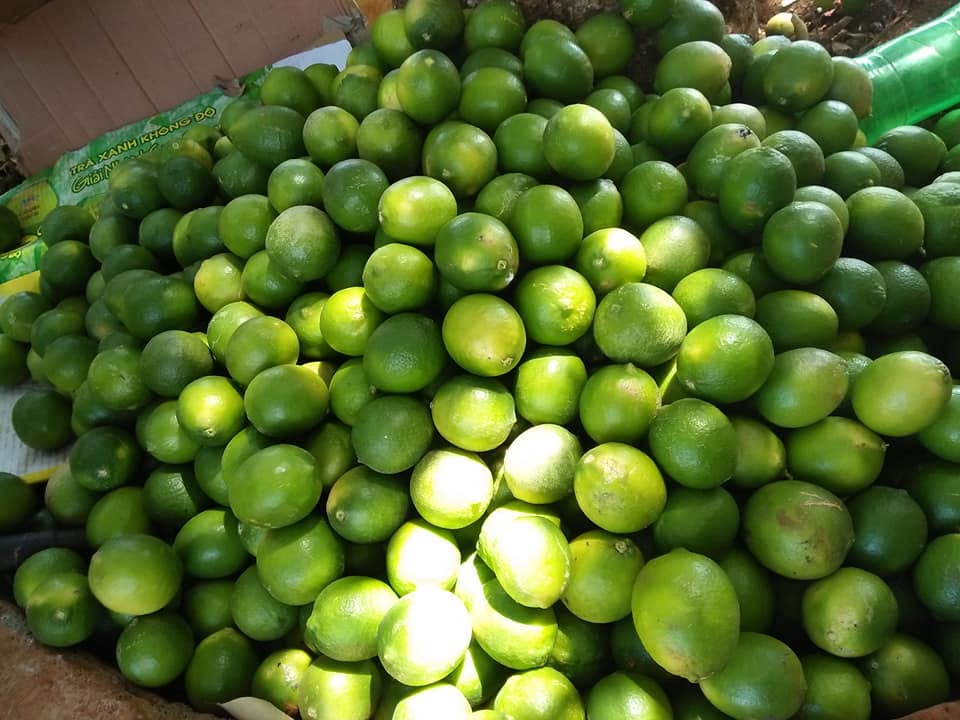 giá chanh không hạt hôm nay