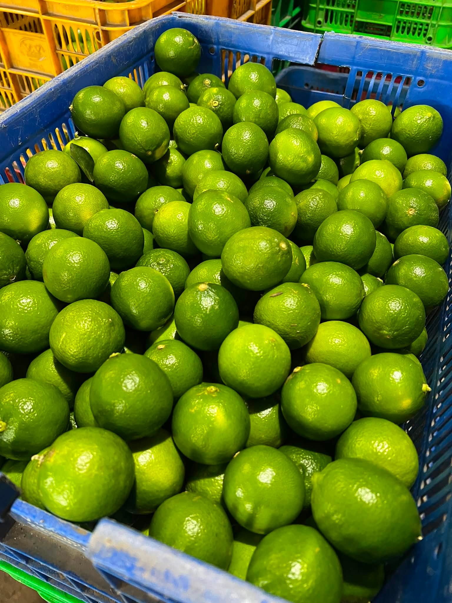giá chanh không hạt hôm nay