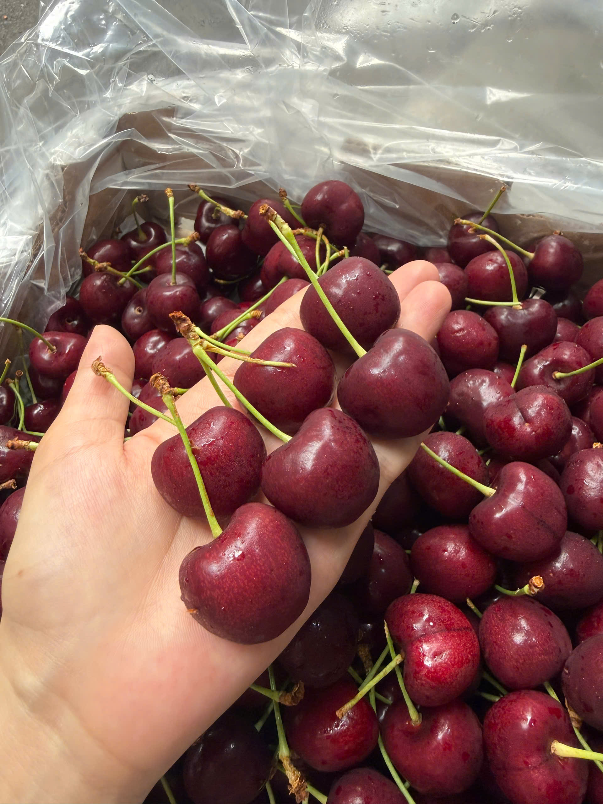 cherry canada