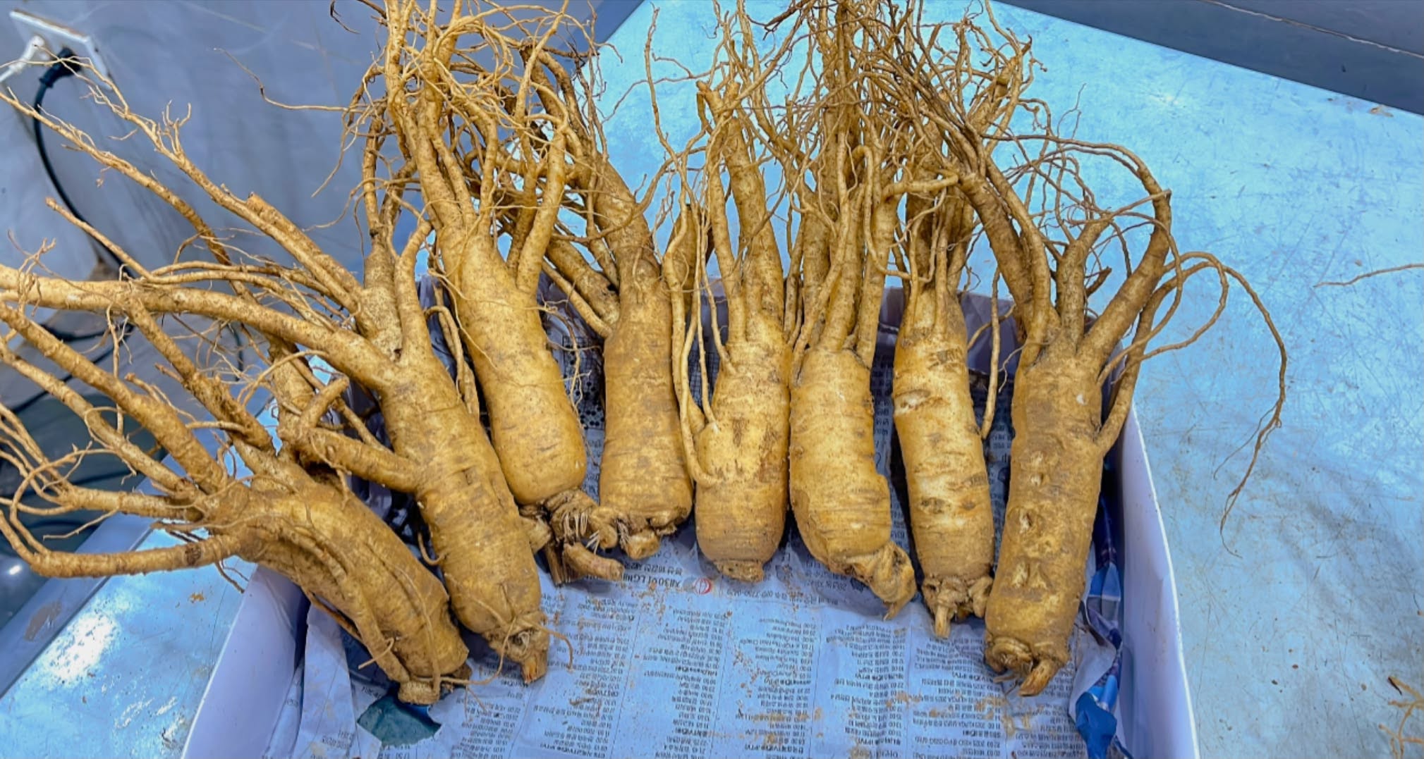 nhân sâm Hàn Quốc