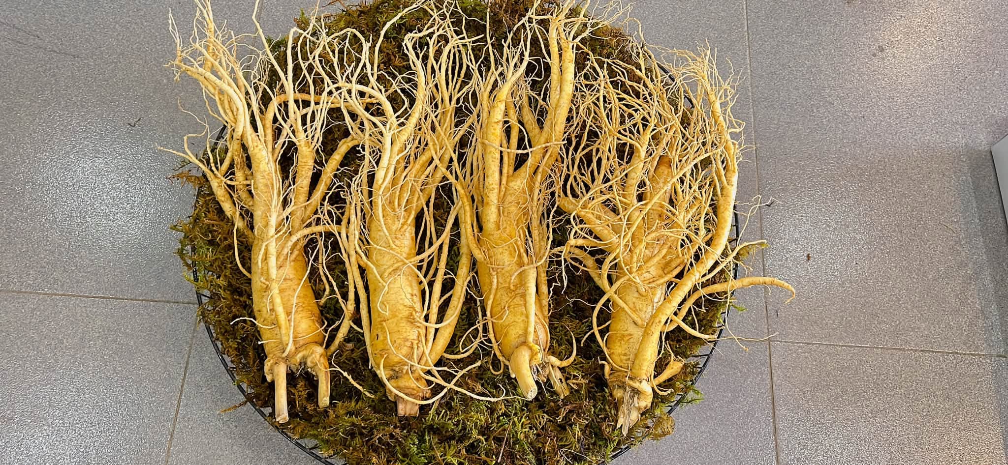 củ sâm hàn quốc