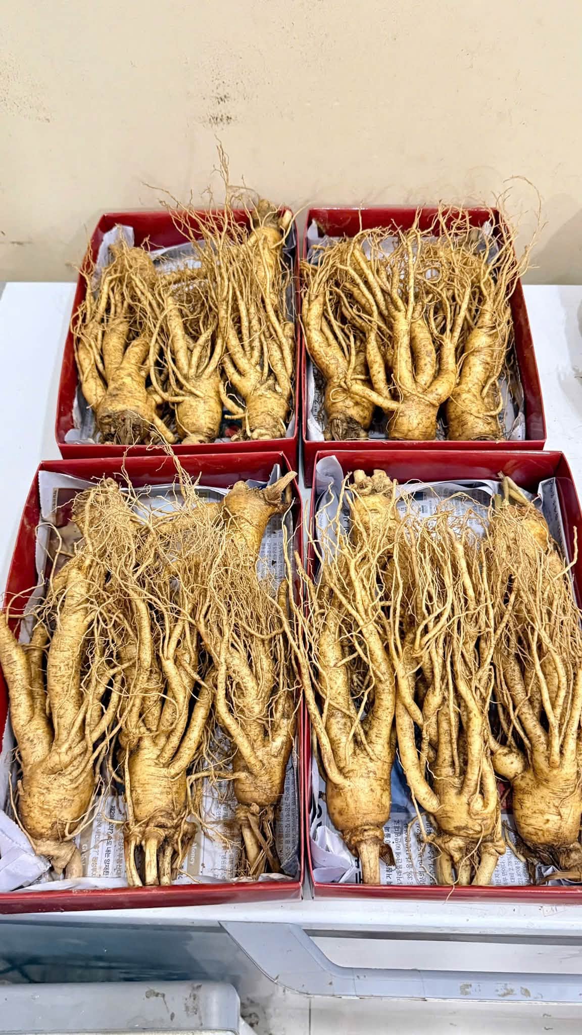 củ sâm hàn quốc