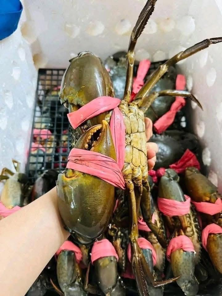 cua ca mau