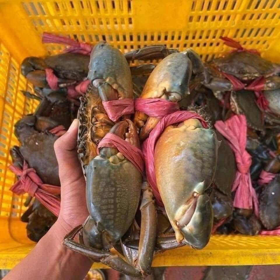 cua ca mau