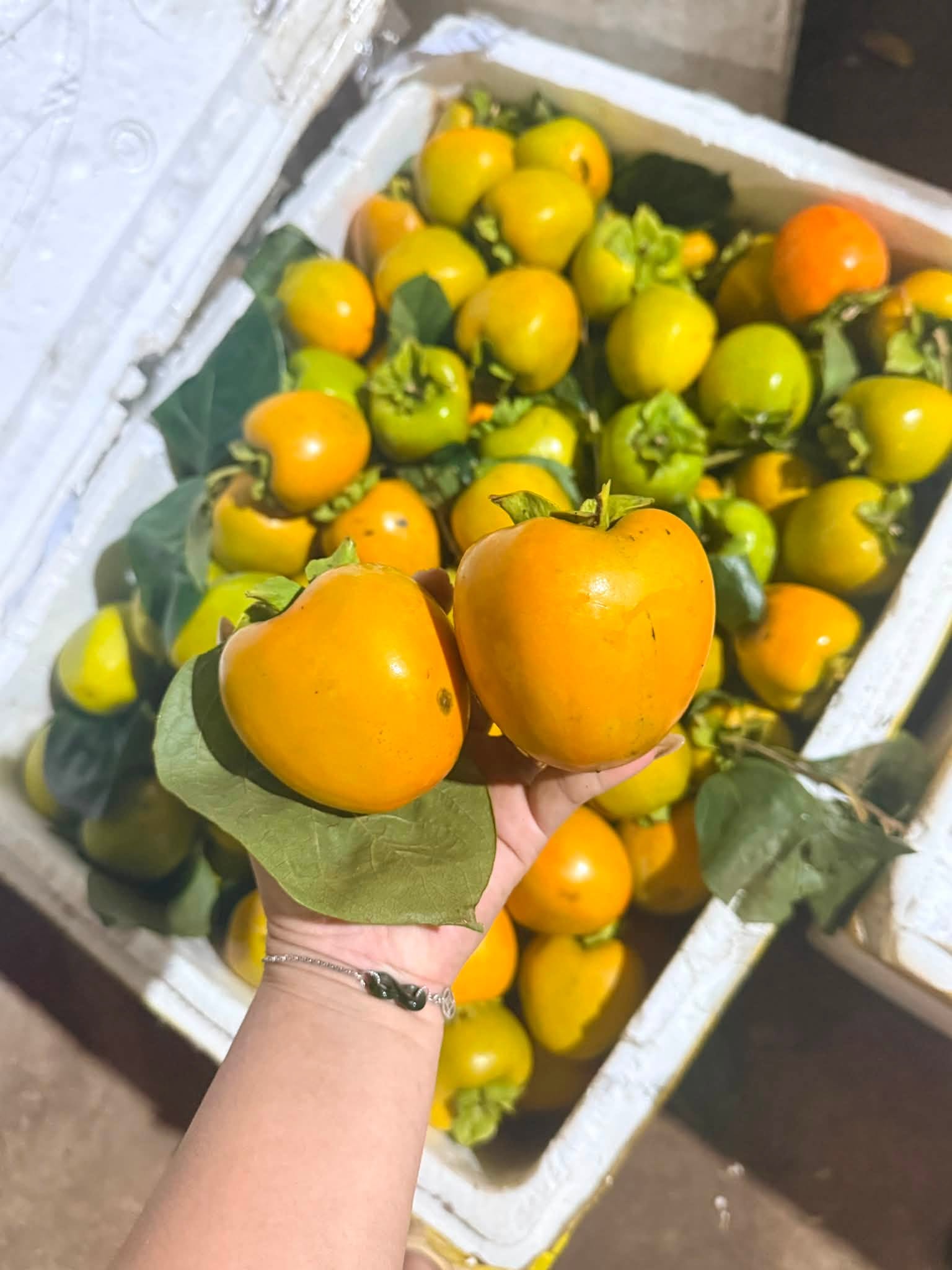 bảo quản mít