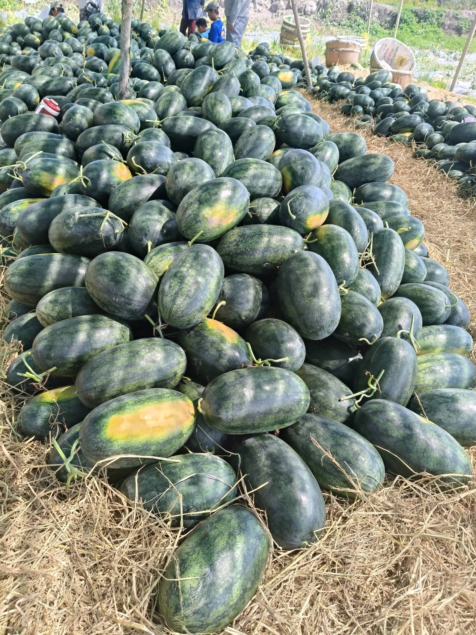 Giá dưa hấu long an