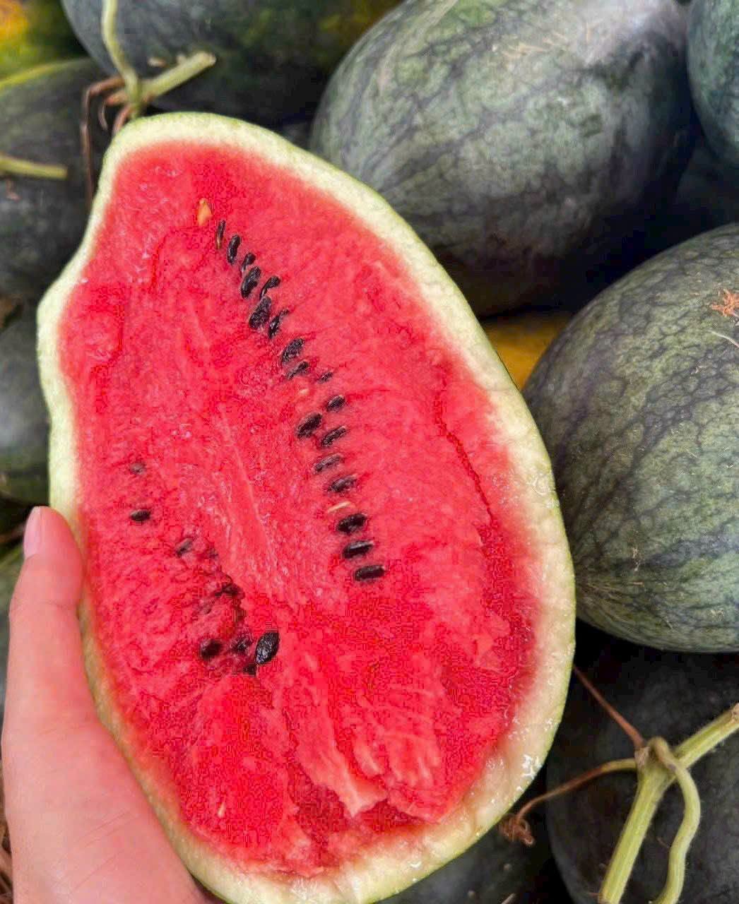 Giá dưa hấu long an
