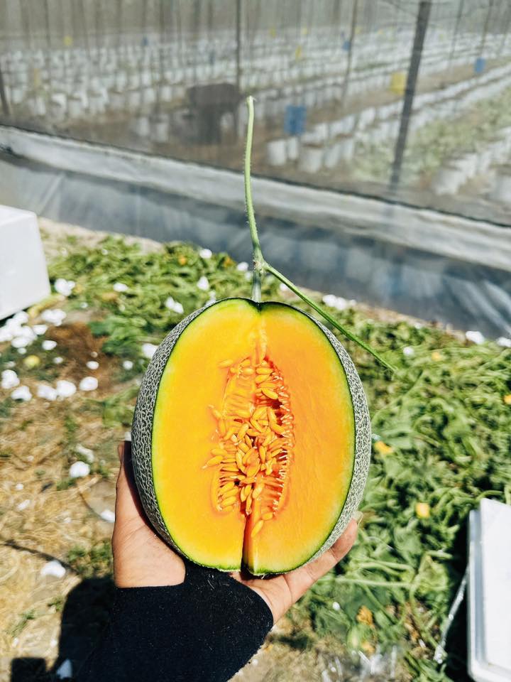 trồng dưa lưới