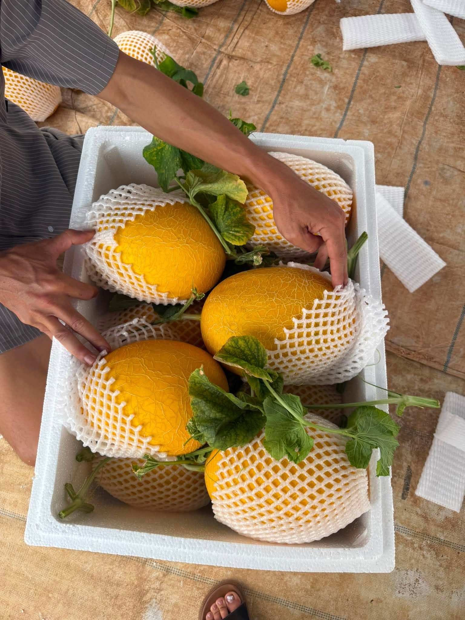 giá dưa lưới