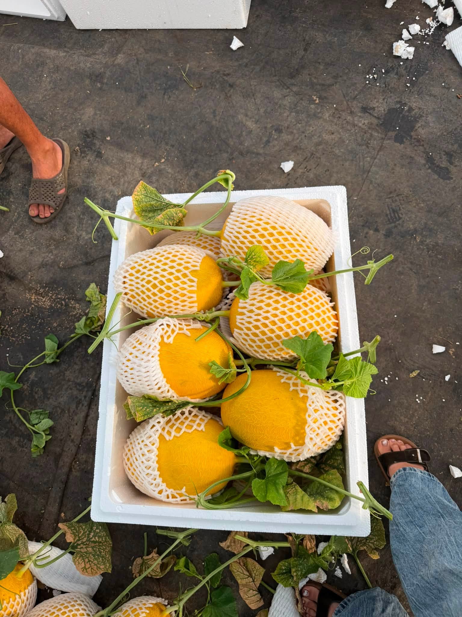 giá dưa lưới