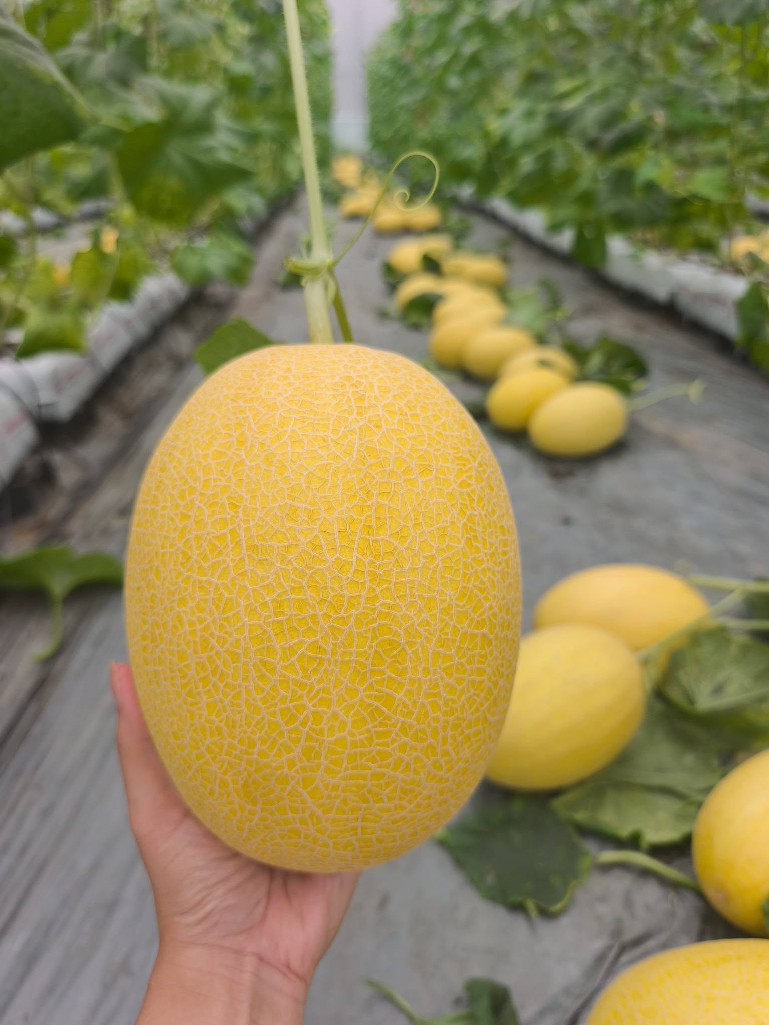 giá dưa lưới