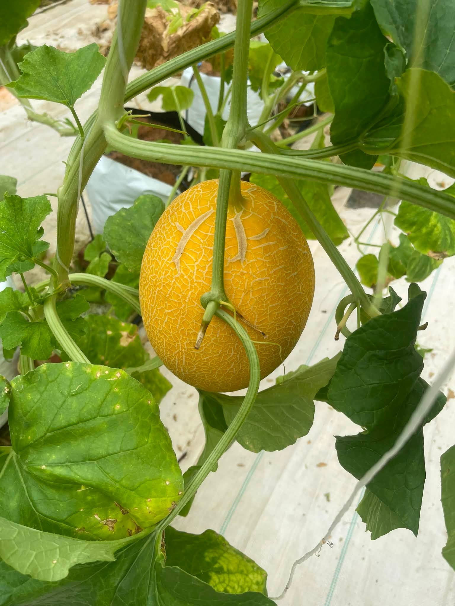 giá dưa lưới