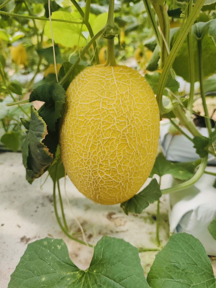 giá dưa lưới