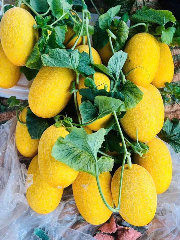 trồng dưa lưới