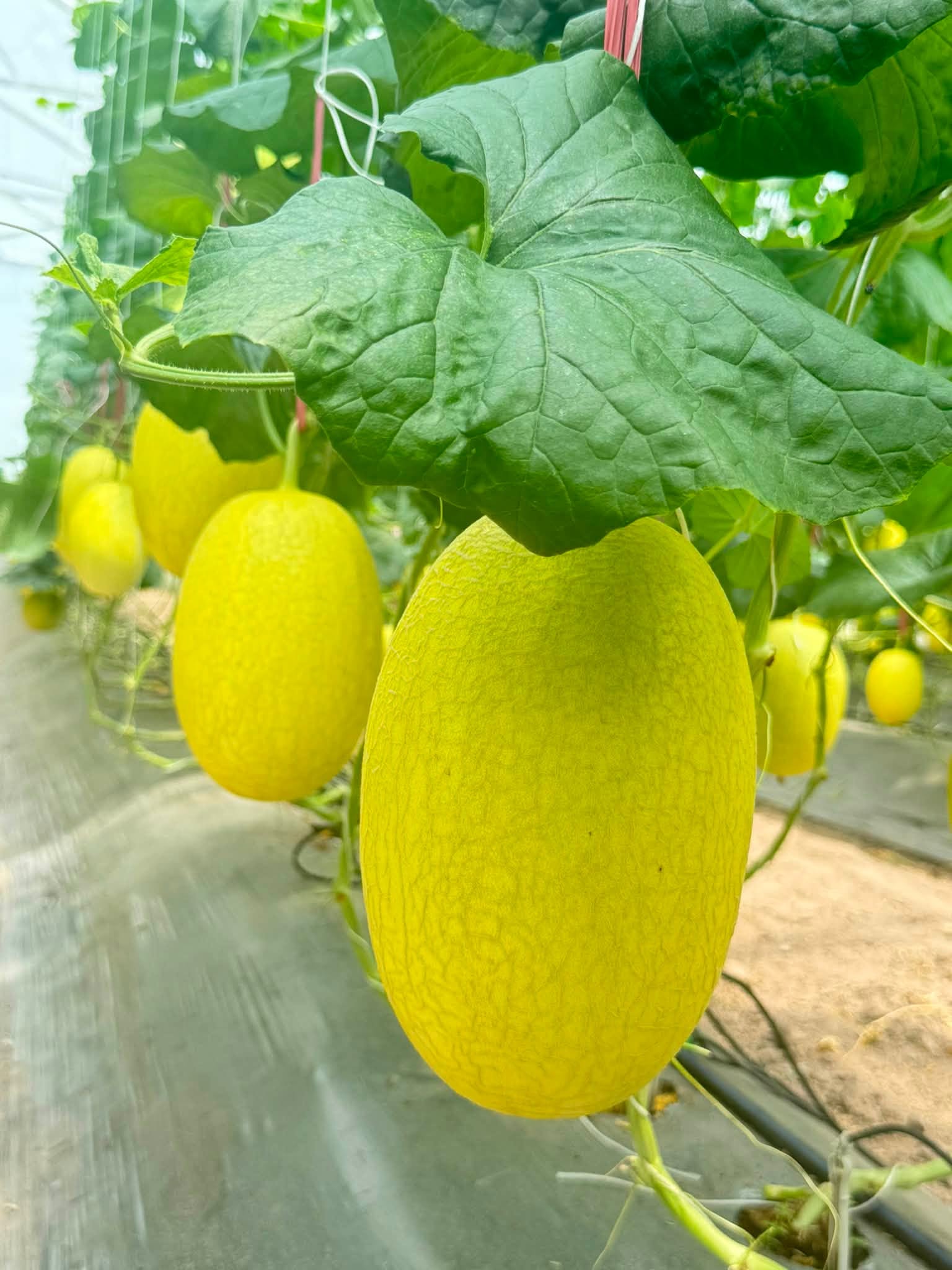 giá dưa lưới