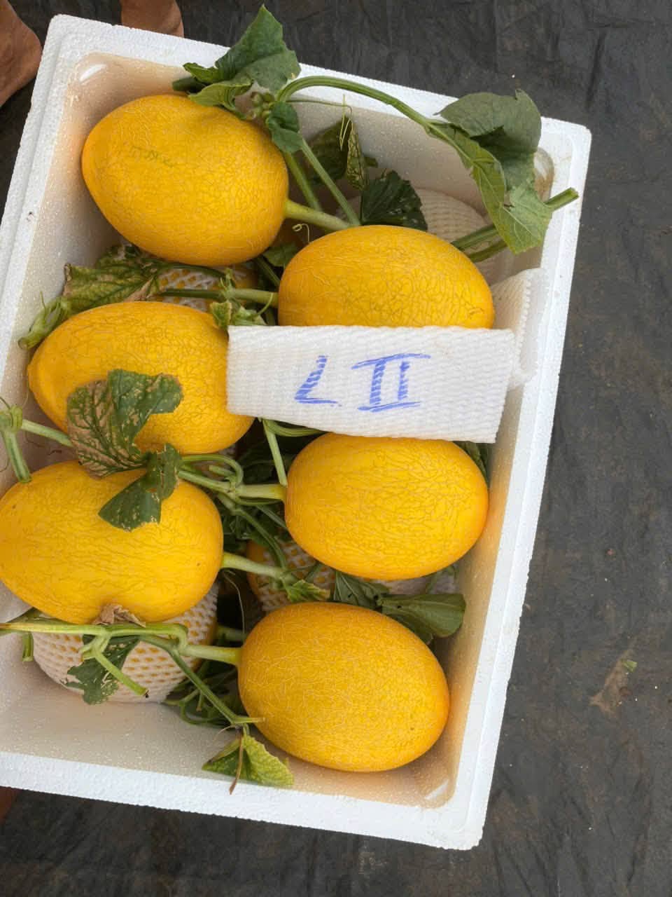 trồng dưa lưới