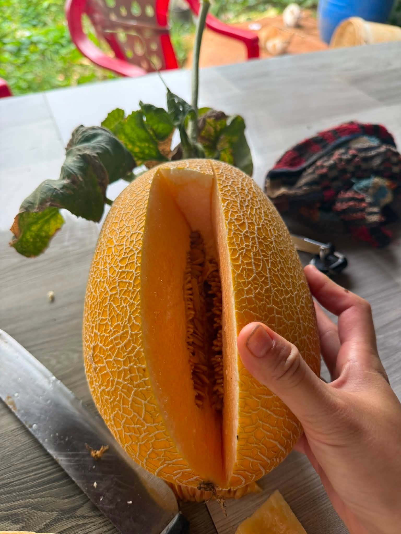 giá dưa lưới
