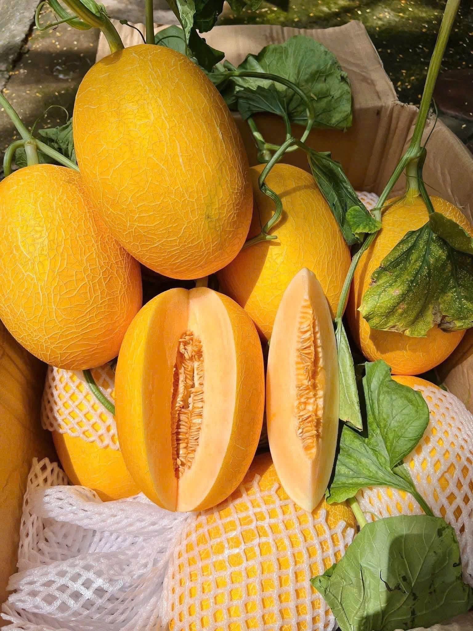 trồng dưa lưới