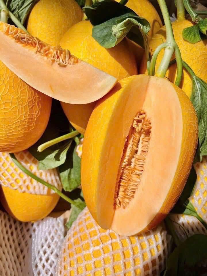 giá dưa lưới