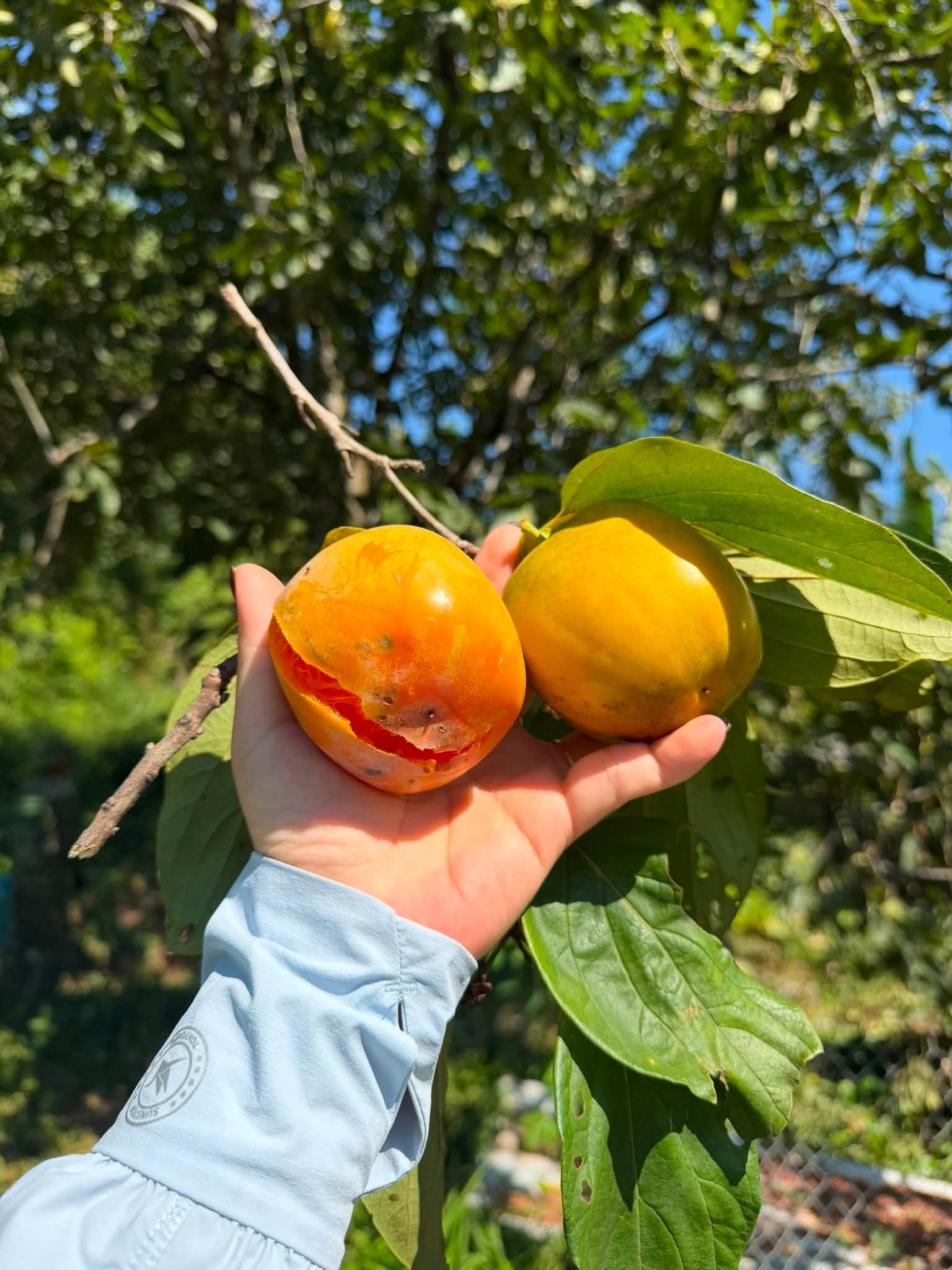 bảo quản mít