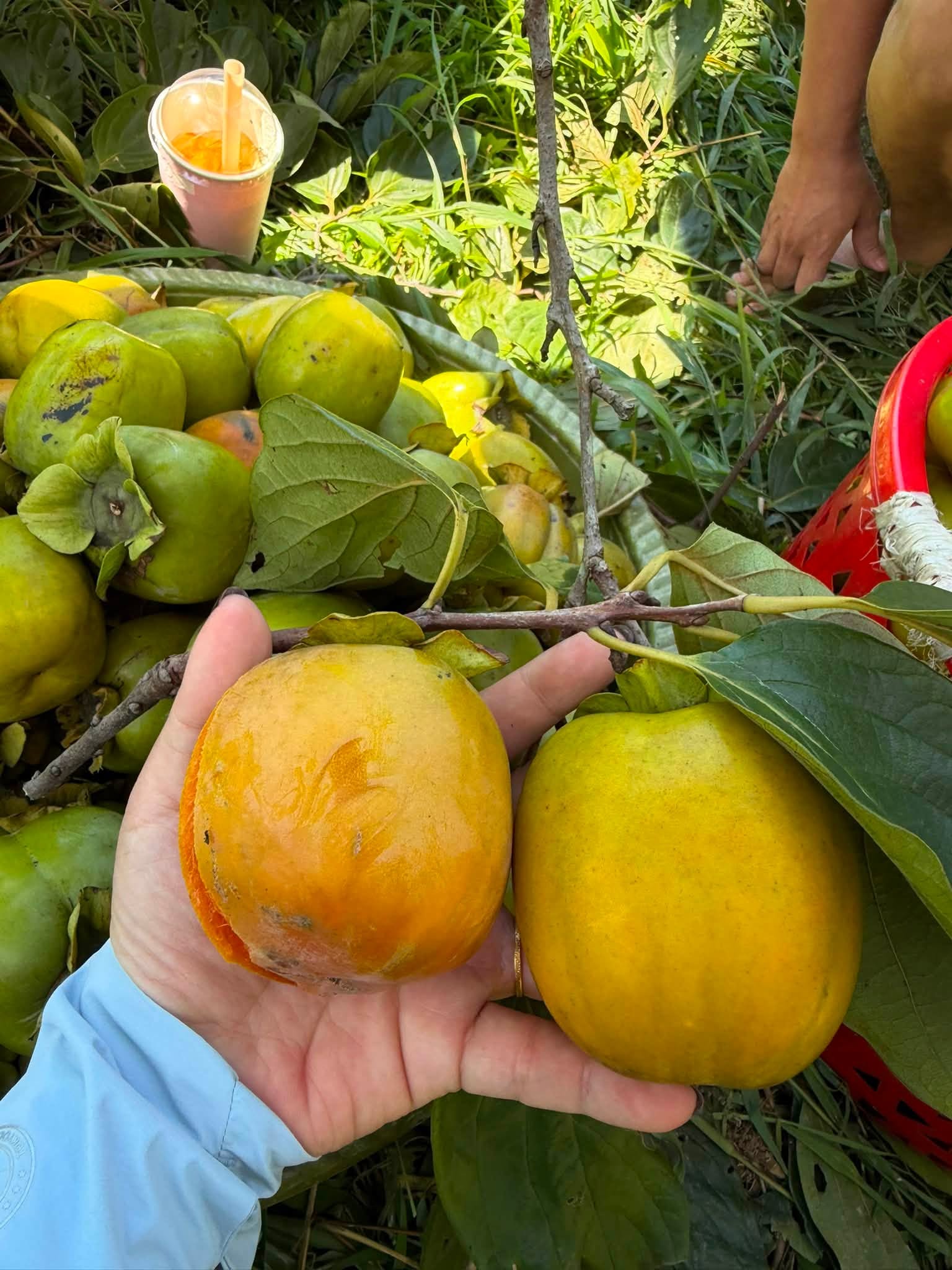 bảo quản mít