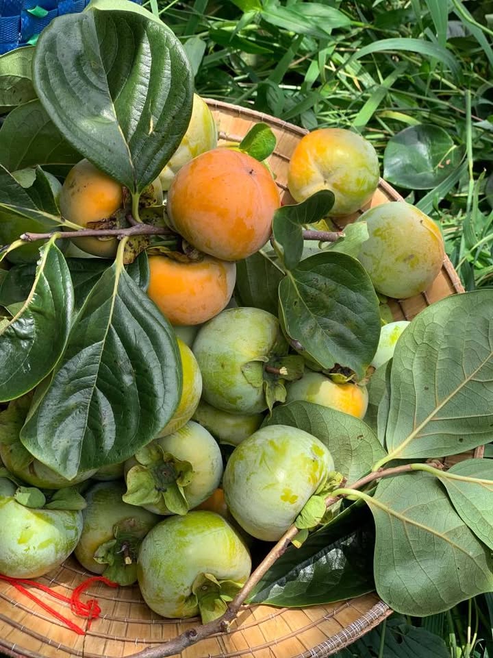 hồng giòn