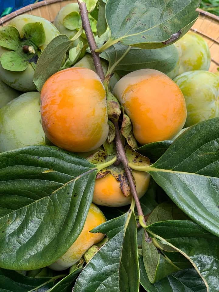 giá hồng giòn