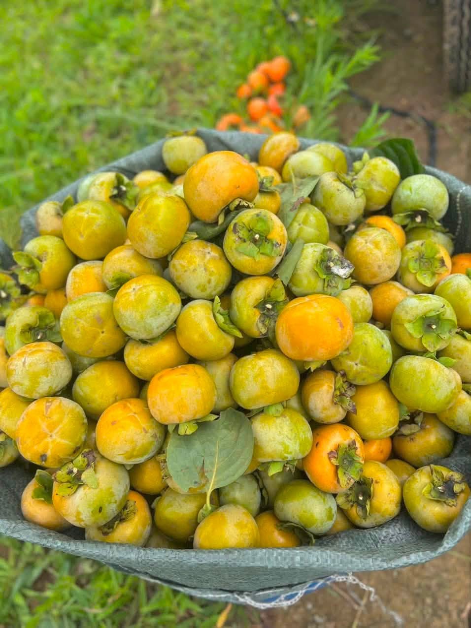 bảo quản mít