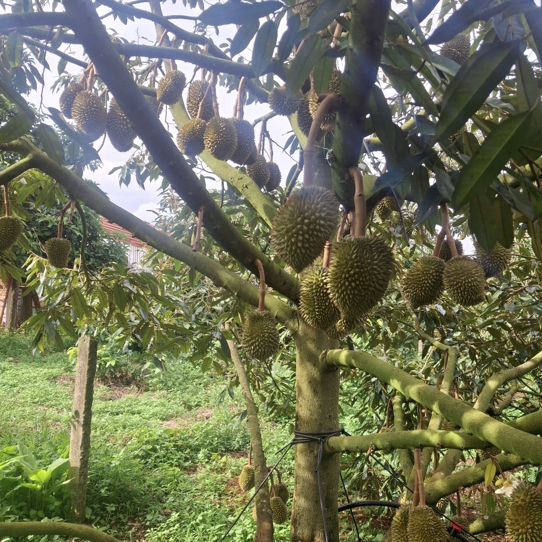 sầu riêng