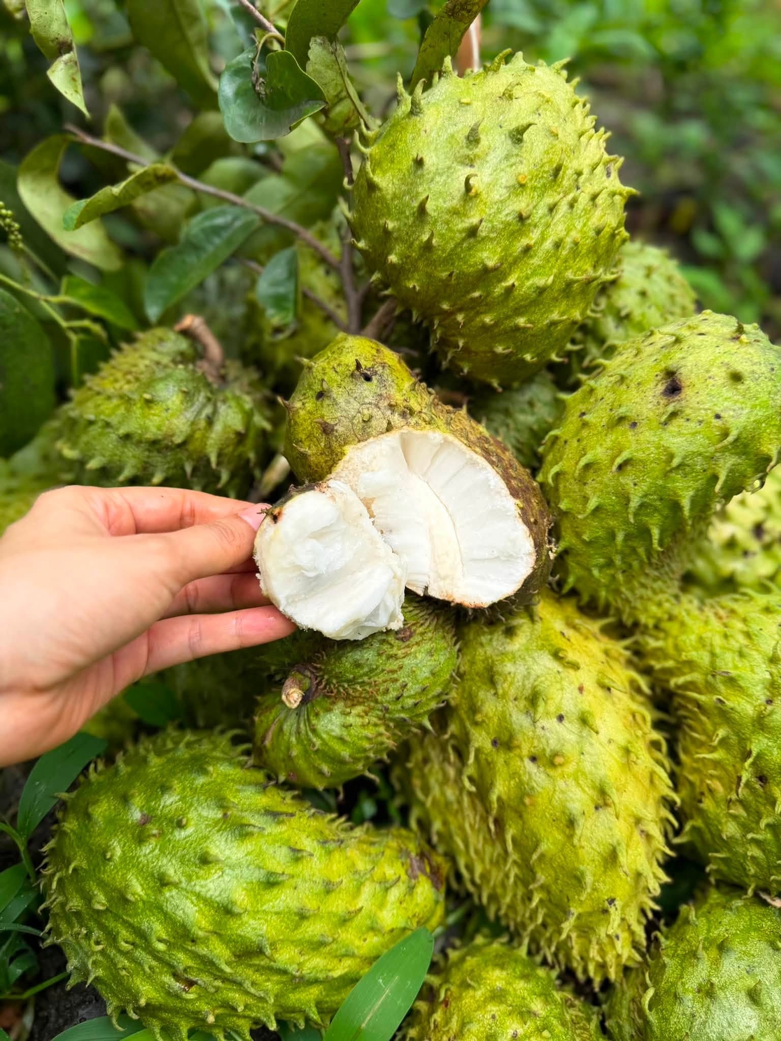 giá mãng cầu xiêm