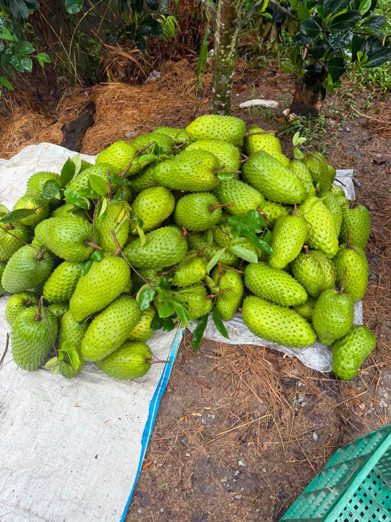 giá mãng cầu xiêm