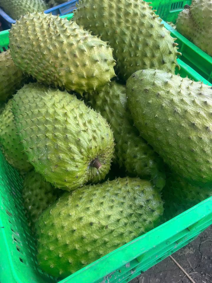 giá mãng cầu xiêm