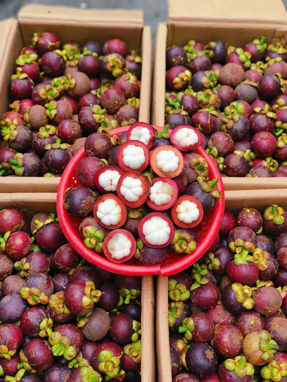 măng cụt