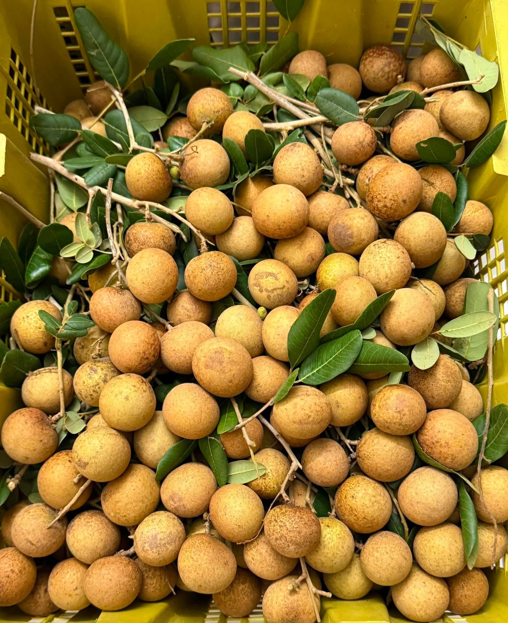 nhan xuồng tiền giang