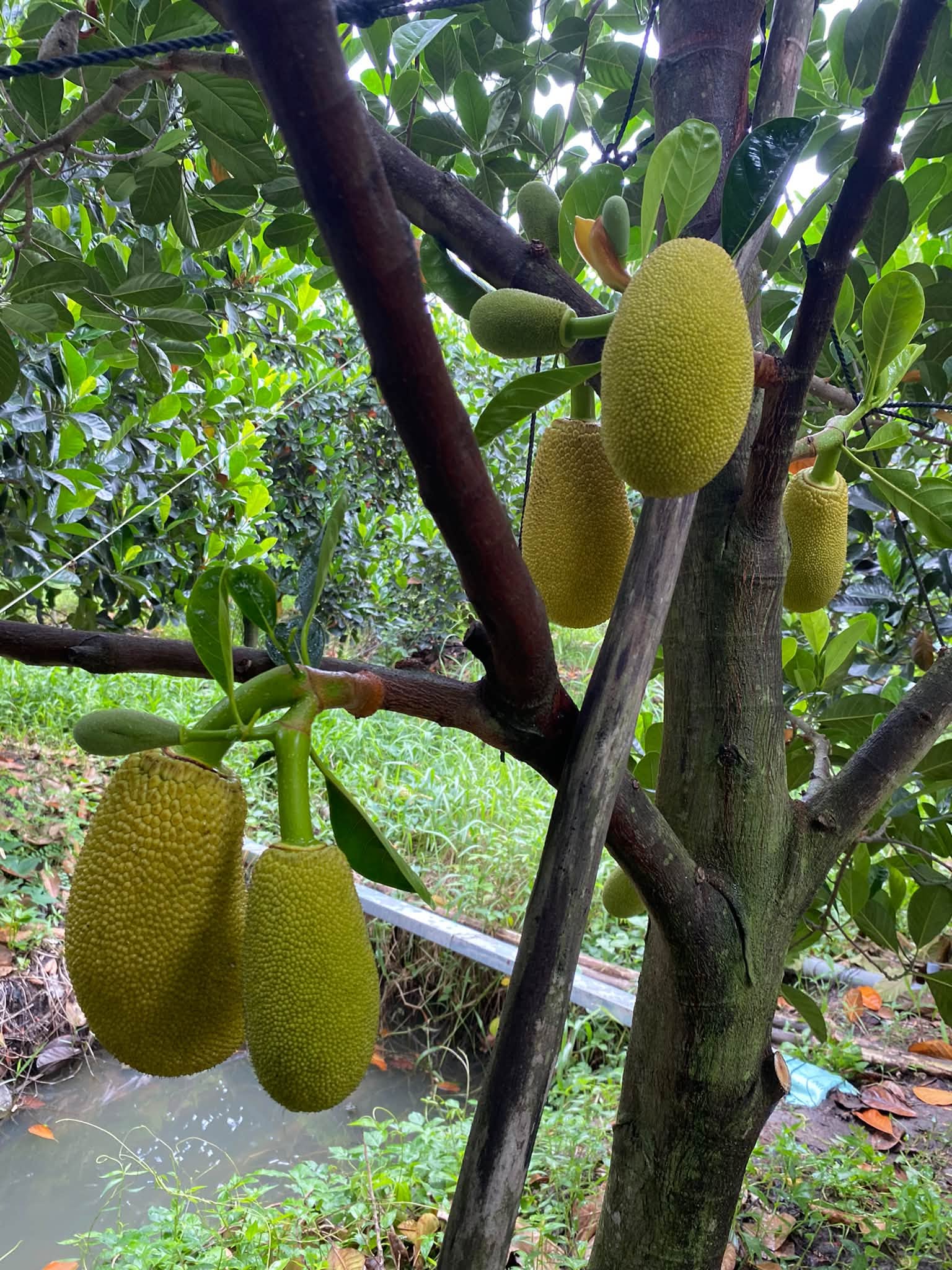 bảo quản mít