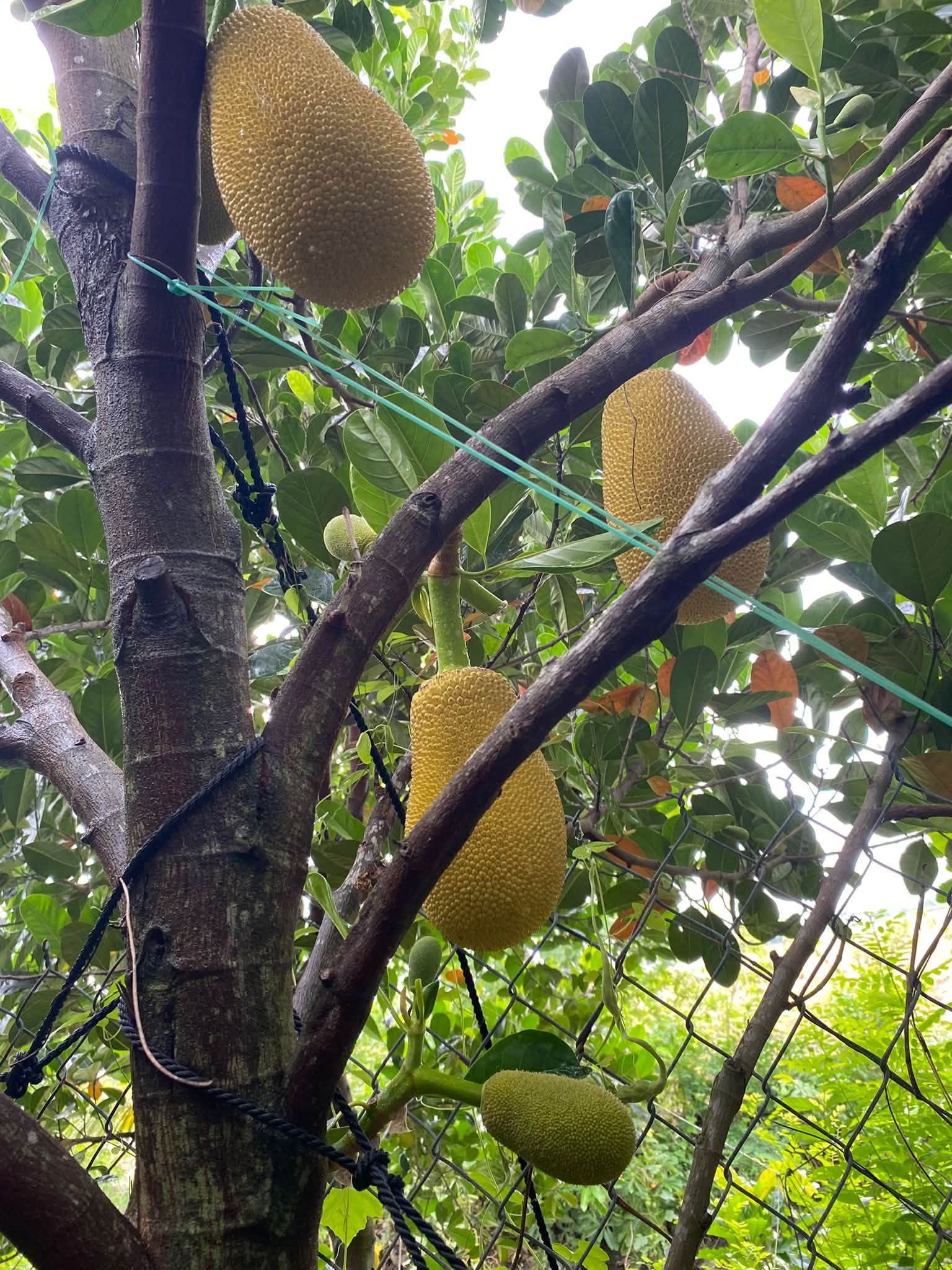 bảo quản mít