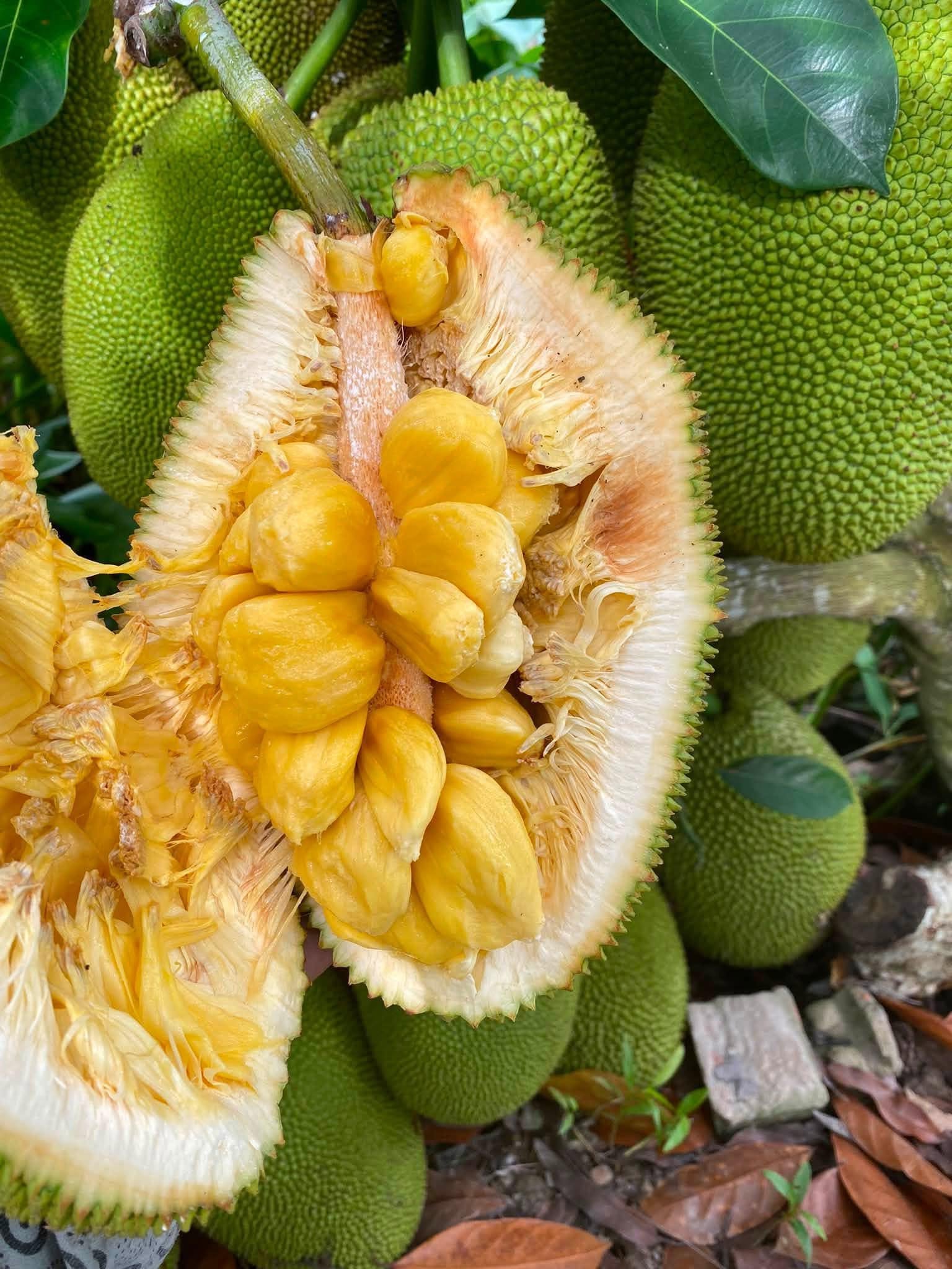 bảo quản mít