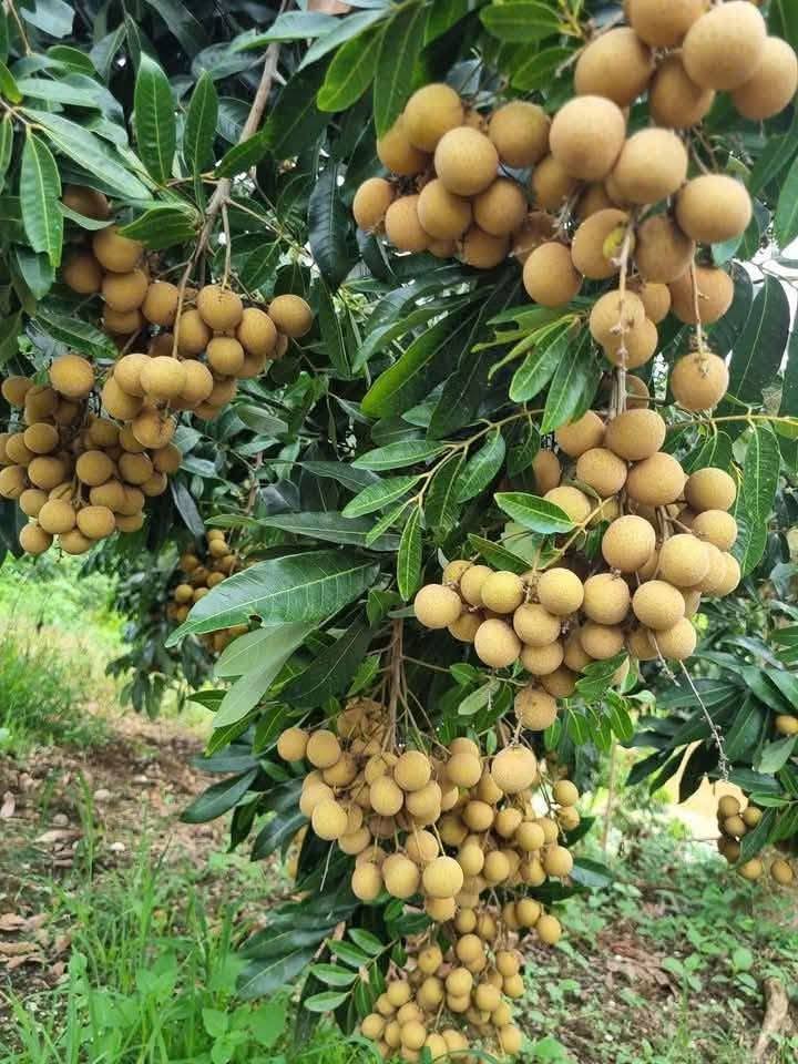 nhan xuồng tiền giang