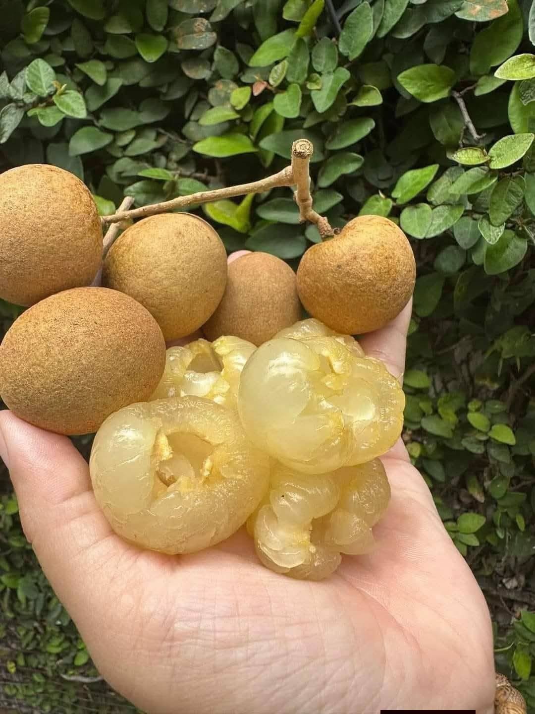nhan xuồng tiền giang