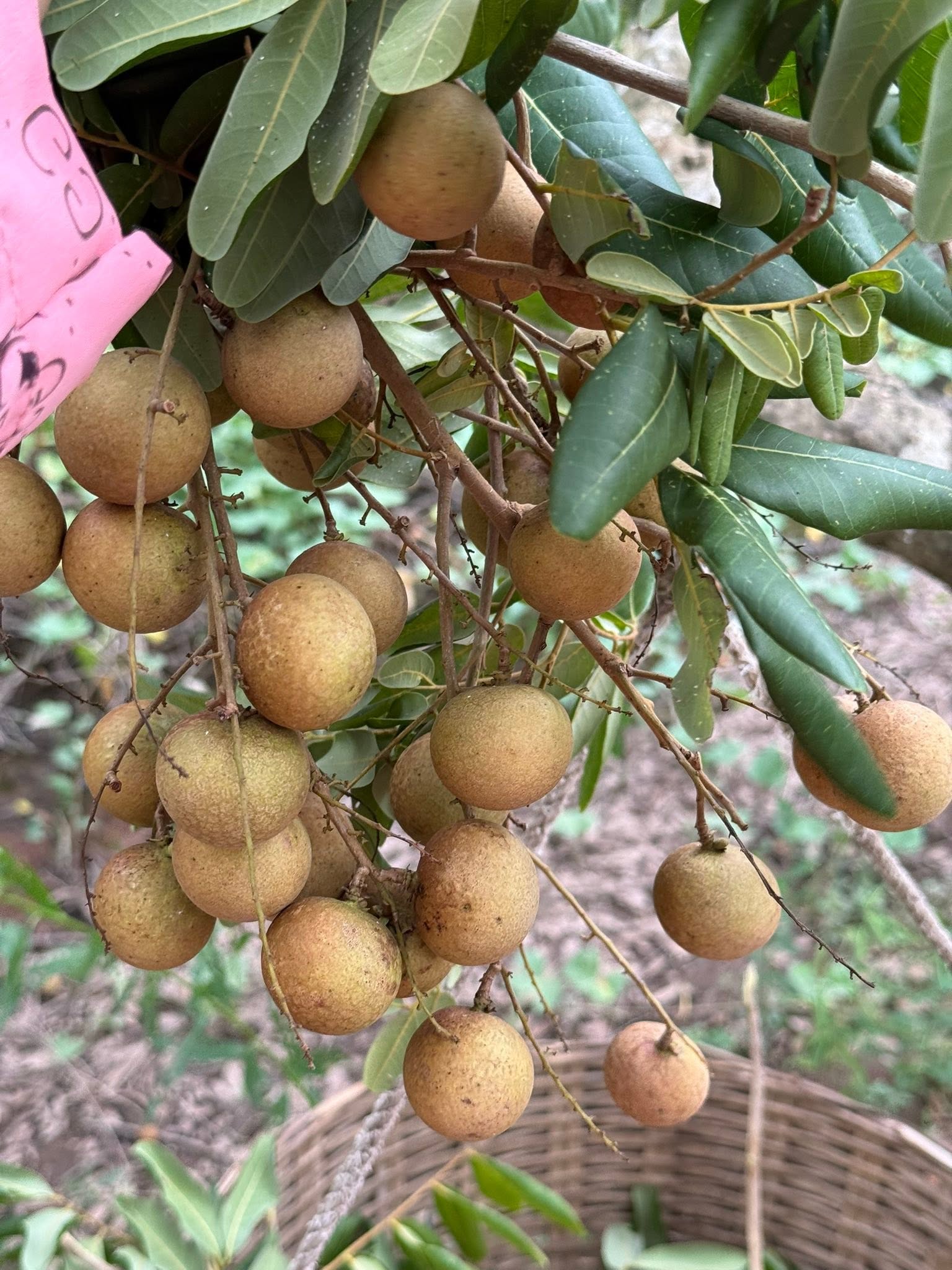 nhan xuồng tiền giang