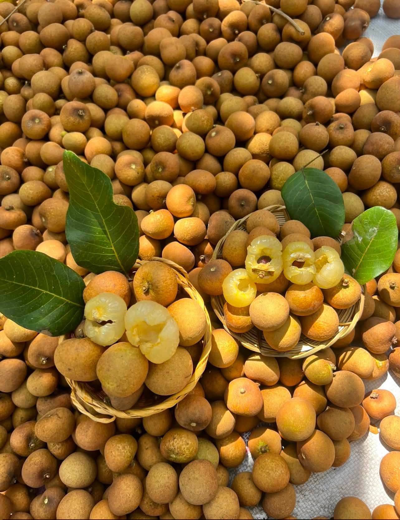 nhan xuồng tiền giang