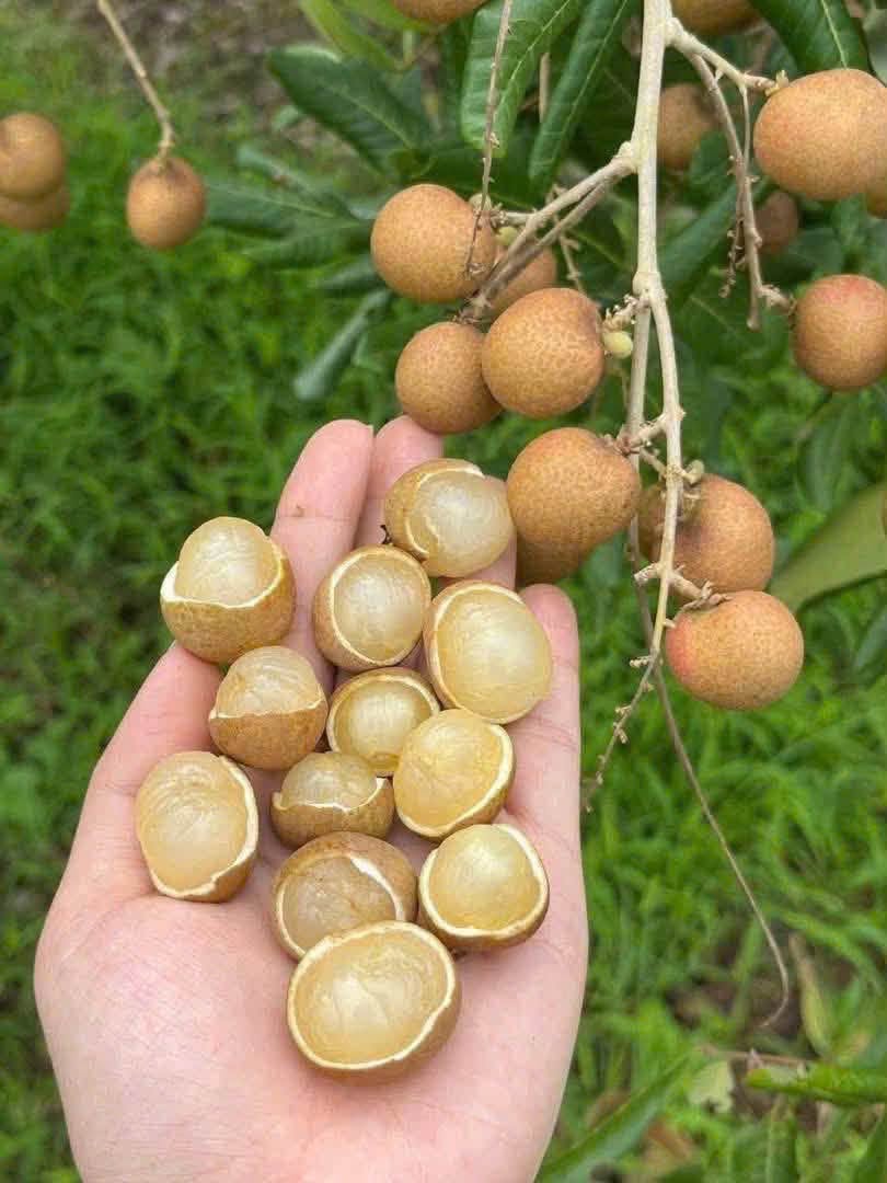 nhan xuồng tiền giang