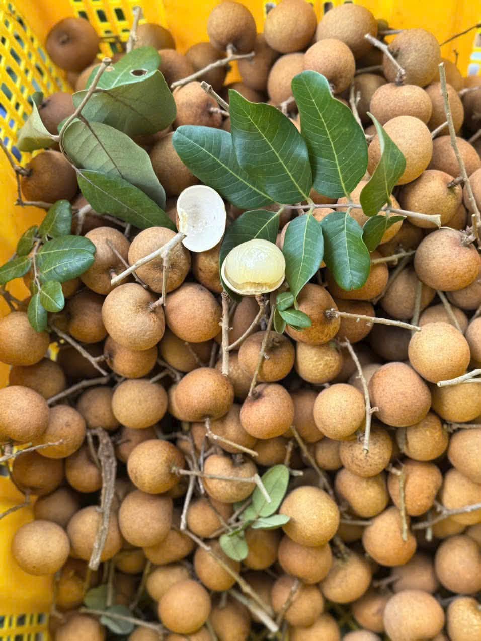 nhan xuồng tiền giang