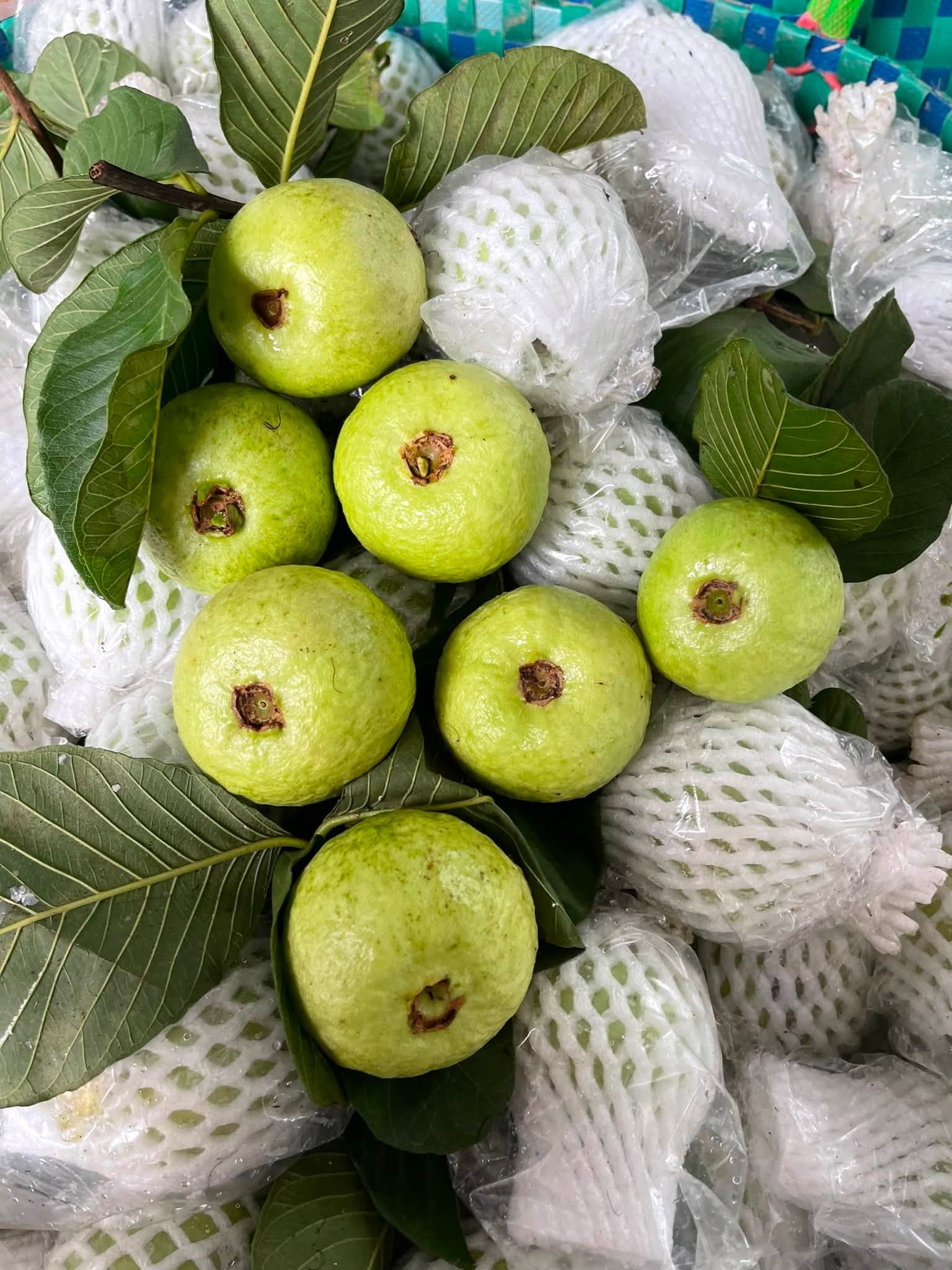 giá ổi hôm nay