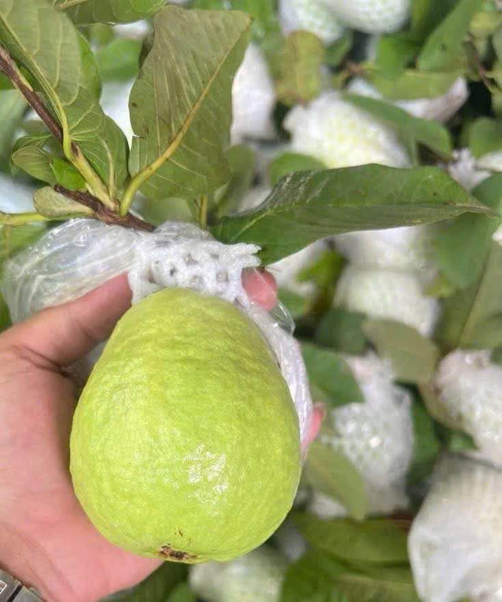 giá ổi hôm nay